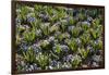 Pansy Flowers and Hyacinth Leaves-Richard T. Nowitz-Framed Photographic Print