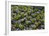 Pansy Flowers and Hyacinth Leaves-Richard T. Nowitz-Framed Photographic Print