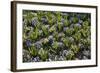 Pansy Flowers and Hyacinth Leaves-Richard T. Nowitz-Framed Photographic Print