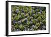 Pansy Flowers and Hyacinth Leaves-Richard T. Nowitz-Framed Photographic Print