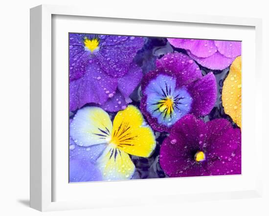 Pansy Flowers Floating in Bird Bath with Dew Drops, Sammamish, Washington, USA-Darrell Gulin-Framed Premium Photographic Print