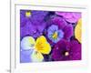 Pansy Flowers Floating in Bird Bath with Dew Drops, Sammamish, Washington, USA-Darrell Gulin-Framed Photographic Print