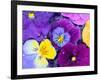 Pansy Flowers Floating in Bird Bath with Dew Drops, Sammamish, Washington, USA-Darrell Gulin-Framed Photographic Print