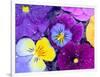 Pansy Flowers Floating in Bird Bath with Dew Drops, Sammamish, Washington, USA-Darrell Gulin-Framed Photographic Print