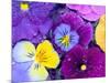 Pansy Flowers Floating in Bird Bath with Dew Drops, Sammamish, Washington, USA-Darrell Gulin-Mounted Photographic Print