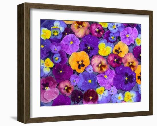 Pansy Flowers Floating in Bird Bath with Dew Drops, Sammamish, Washington, USA-Darrell Gulin-Framed Premium Photographic Print