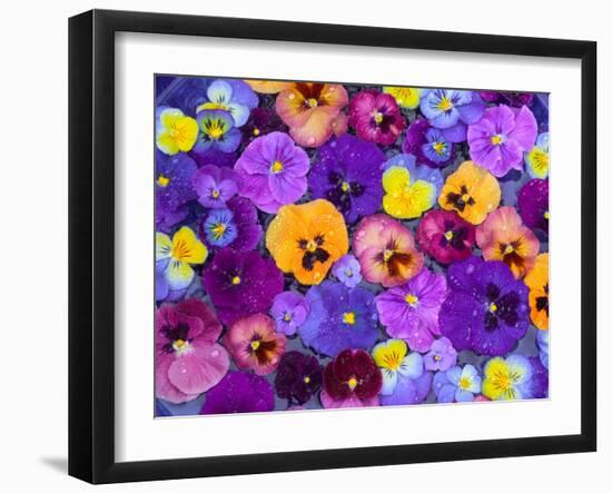 Pansy Flowers Floating in Bird Bath with Dew Drops, Sammamish, Washington, USA-Darrell Gulin-Framed Premium Photographic Print