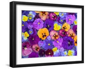 Pansy Flowers Floating in Bird Bath with Dew Drops, Sammamish, Washington, USA-Darrell Gulin-Framed Premium Photographic Print