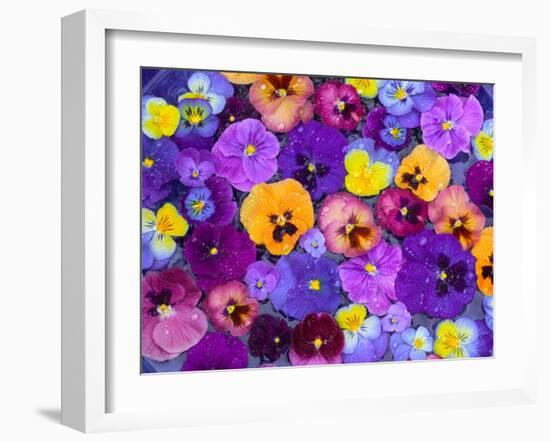 Pansy Flowers Floating in Bird Bath with Dew Drops, Sammamish, Washington, USA-Darrell Gulin-Framed Premium Photographic Print