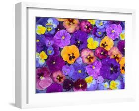 Pansy Flowers Floating in Bird Bath with Dew Drops, Sammamish, Washington, USA-Darrell Gulin-Framed Premium Photographic Print