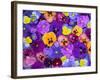 Pansy Flowers Floating in Bird Bath with Dew Drops, Sammamish, Washington, USA-Darrell Gulin-Framed Photographic Print