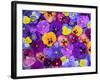 Pansy Flowers Floating in Bird Bath with Dew Drops, Sammamish, Washington, USA-Darrell Gulin-Framed Photographic Print