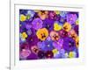 Pansy Flowers Floating in Bird Bath with Dew Drops, Sammamish, Washington, USA-Darrell Gulin-Framed Photographic Print