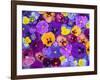 Pansy Flowers Floating in Bird Bath with Dew Drops, Sammamish, Washington, USA-Darrell Gulin-Framed Photographic Print