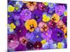 Pansy Flowers Floating in Bird Bath with Dew Drops, Sammamish, Washington, USA-Darrell Gulin-Mounted Photographic Print