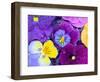 Pansy Flowers Floating in Bird Bath with Dew Drops, Sammamish, Washington, USA-Darrell Gulin-Framed Premium Photographic Print