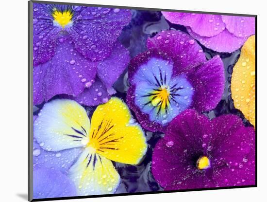 Pansy Flowers Floating in Bird Bath with Dew Drops, Sammamish, Washington, USA-Darrell Gulin-Mounted Premium Photographic Print