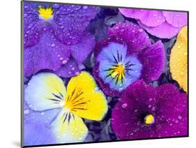 Pansy Flowers Floating in Bird Bath with Dew Drops, Sammamish, Washington, USA-Darrell Gulin-Mounted Premium Photographic Print