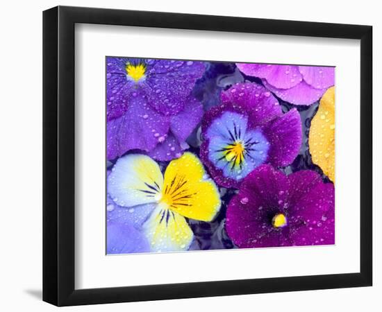 Pansy Flowers Floating in Bird Bath with Dew Drops, Sammamish, Washington, USA-Darrell Gulin-Framed Photographic Print