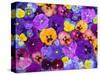 Pansy Flowers Floating in Bird Bath with Dew Drops, Sammamish, Washington, USA-Darrell Gulin-Stretched Canvas
