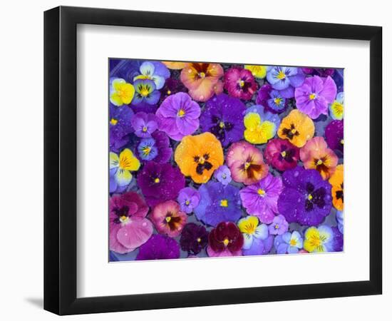 Pansy Flowers Floating in Bird Bath with Dew Drops, Sammamish, Washington, USA-Darrell Gulin-Framed Photographic Print