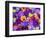 Pansy Flowers Floating in Bird Bath with Dew Drops, Sammamish, Washington, USA-Darrell Gulin-Framed Photographic Print