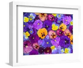 Pansy Flowers Floating in Bird Bath with Dew Drops, Sammamish, Washington, USA-Darrell Gulin-Framed Photographic Print