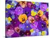 Pansy Flowers Floating in Bird Bath with Dew Drops, Sammamish, Washington, USA-Darrell Gulin-Stretched Canvas