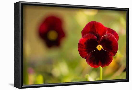 Pansy Flowers in Autumn Garden-Paivi Vikstrom-Framed Photographic Print