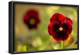 Pansy Flowers in Autumn Garden-Paivi Vikstrom-Framed Photographic Print