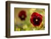 Pansy Flowers in Autumn Garden-Paivi Vikstrom-Framed Photographic Print