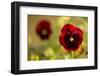 Pansy Flowers in Autumn Garden-Paivi Vikstrom-Framed Photographic Print