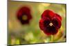 Pansy Flowers in Autumn Garden-Paivi Vikstrom-Mounted Photographic Print