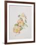 Pansy Hybrids "Bambini"-Sarah Creswell-Framed Giclee Print