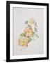 Pansy Hybrids "Bambini"-Sarah Creswell-Framed Giclee Print