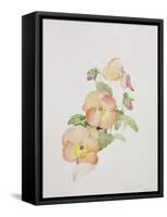 Pansy Hybrids "Bambini"-Sarah Creswell-Framed Stretched Canvas