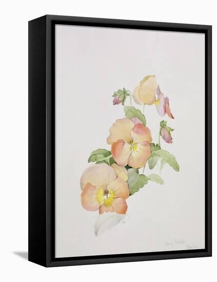 Pansy Hybrids "Bambini"-Sarah Creswell-Framed Stretched Canvas