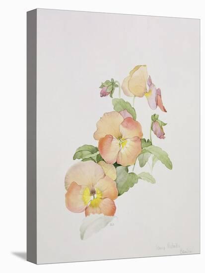 Pansy Hybrids "Bambini"-Sarah Creswell-Stretched Canvas