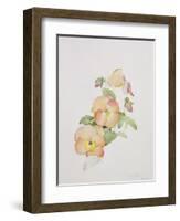 Pansy Hybrids "Bambini"-Sarah Creswell-Framed Giclee Print