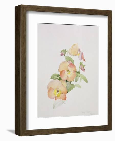 Pansy Hybrids "Bambini"-Sarah Creswell-Framed Giclee Print