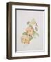 Pansy Hybrids "Bambini"-Sarah Creswell-Framed Giclee Print