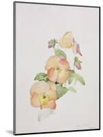 Pansy Hybrids "Bambini"-Sarah Creswell-Mounted Giclee Print