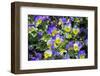 Pansy in garden.-Lisa S. Engelbrecht-Framed Photographic Print