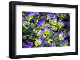 Pansy in garden.-Lisa S. Engelbrecht-Framed Photographic Print