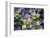 Pansy in garden.-Lisa S. Engelbrecht-Framed Photographic Print