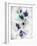 Pansy Indigo 1-Li Bo-Framed Giclee Print