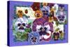 Pansy Mania-David Galchutt-Stretched Canvas