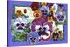 Pansy Mania-David Galchutt-Stretched Canvas