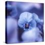 Pansy of March-Philippe Sainte-Laudy-Stretched Canvas