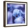 Pansy of March-Philippe Sainte-Laudy-Framed Photographic Print